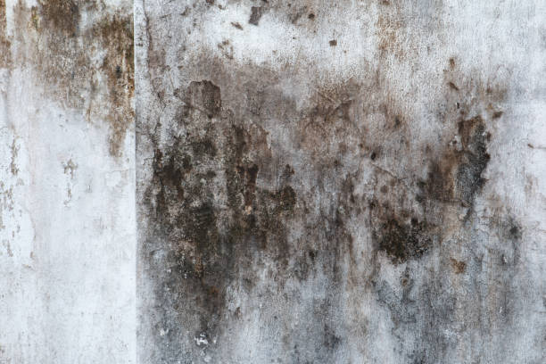 Best Biohazard Mold Removal  in Williamson, AZ