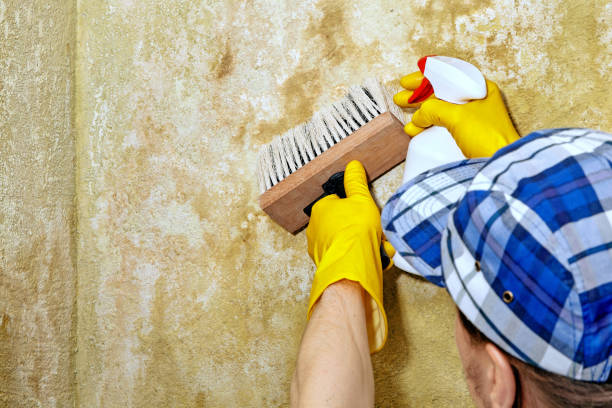 Best Attic Mold Removal  in Williamson, AZ