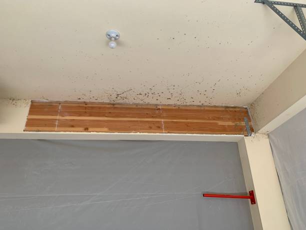 Best Mold Documentation for Insurance Claims  in Williamson, AZ