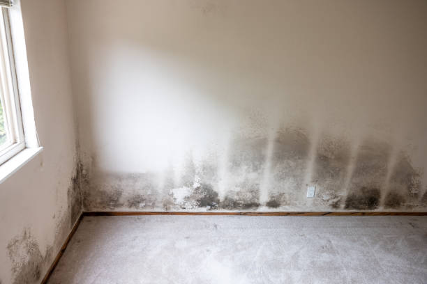 Best Black Mold Removal  in Williamson, AZ