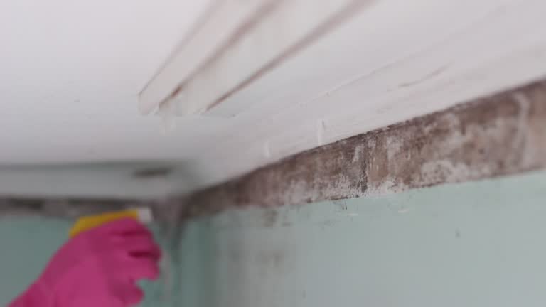 Best Residential Mold Inspection & Testing  in Williamson, AZ