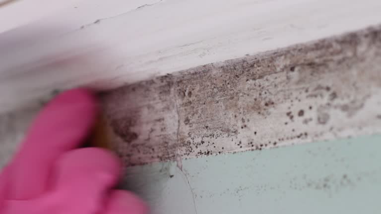 Best Dehumidification Services  in Williamson, AZ